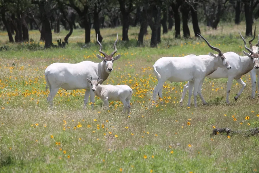 Addax at Black Eagle Ranch, Texas