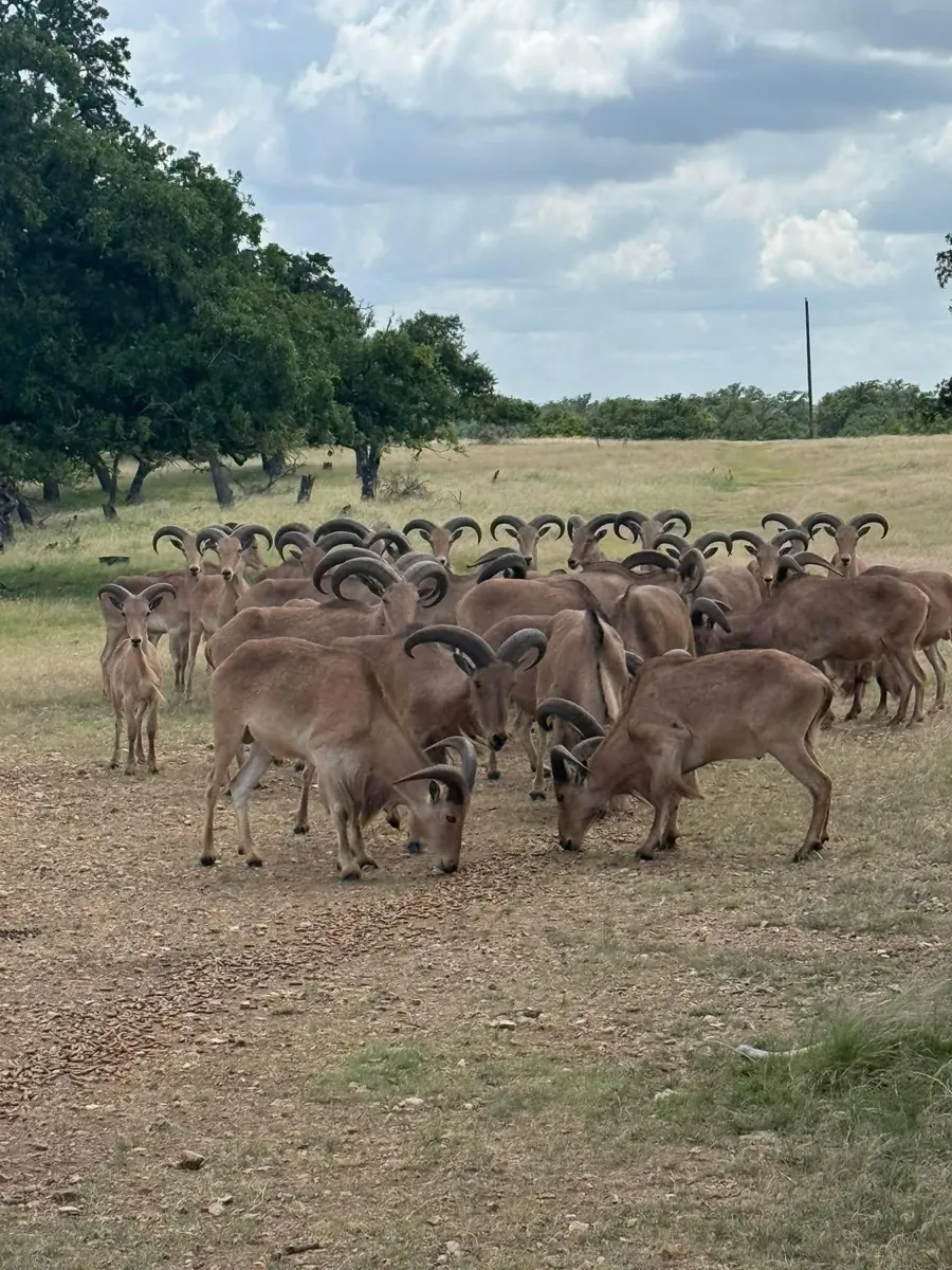 Aoudad on the ranch