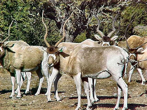 Addax at Black Eagle Ranch