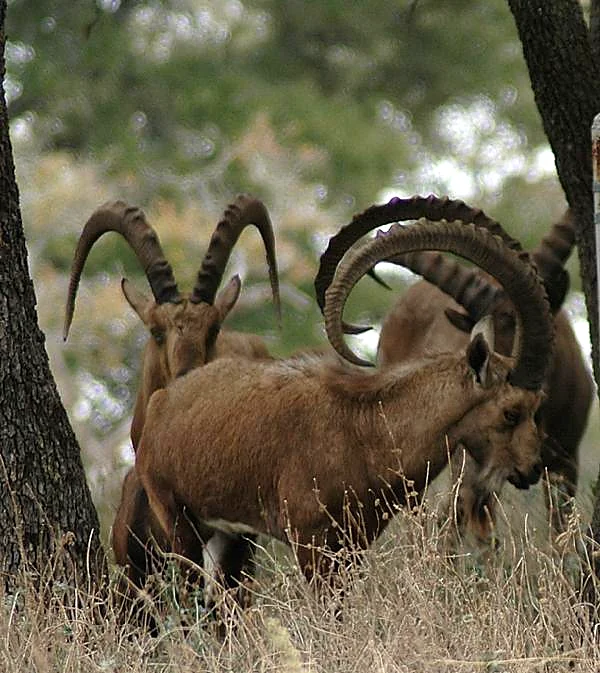 Aoudad at Black Eagle Ranch