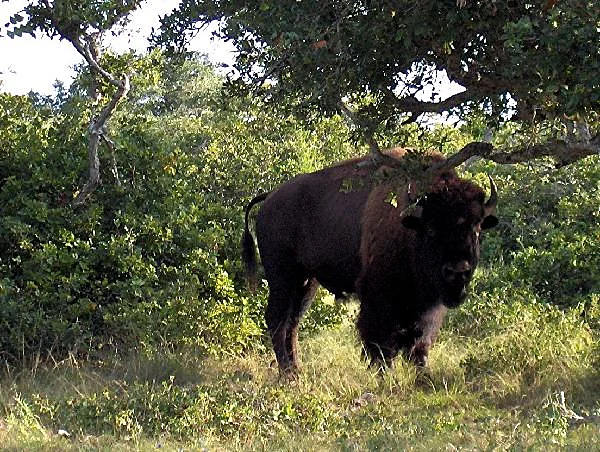 American Bison at Black Eagle Ranch