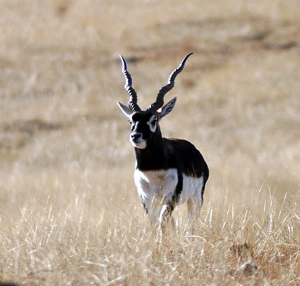 Blackbuck at Black Eagle Ranch
