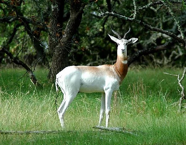 Dama Gazelle at Black Eagle Ranch, Texas
