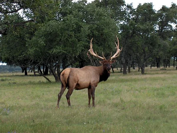 Elk at Black Eagle Ranch, Texas