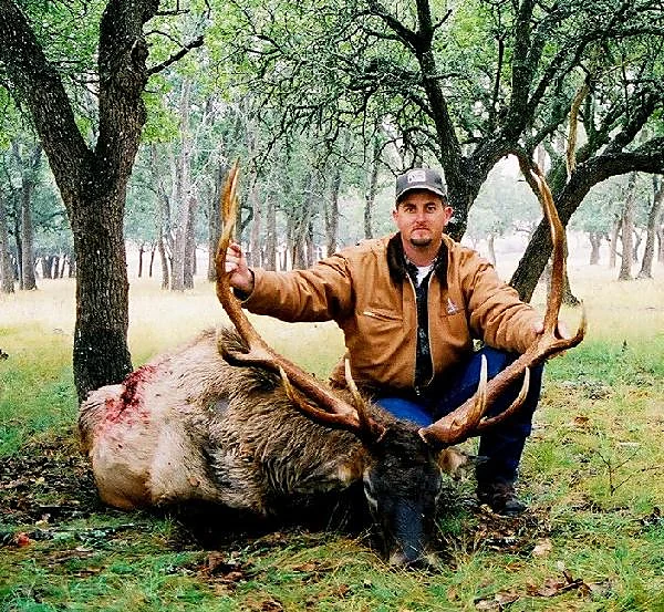 Elk at Black Eagle Ranch