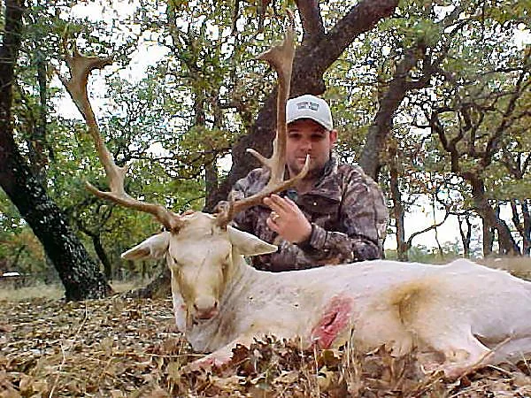 Fallow Deer at Black Eagle Ranch