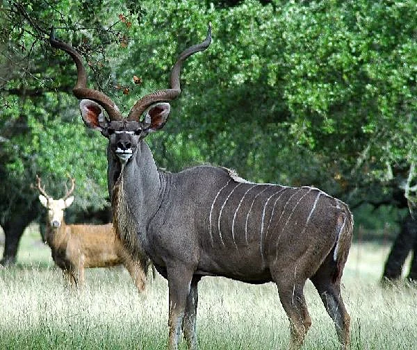 Greater Kudu at Black Eagle Ranch
