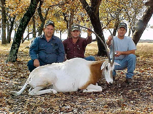 Scimitar-Horned Oryx at Black Eagle Ranch
