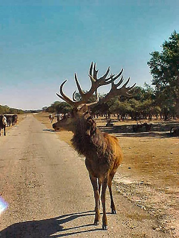 Red Stag at Black Eagle Ranch