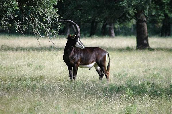 Sable Antelope at Black Eagle Ranch