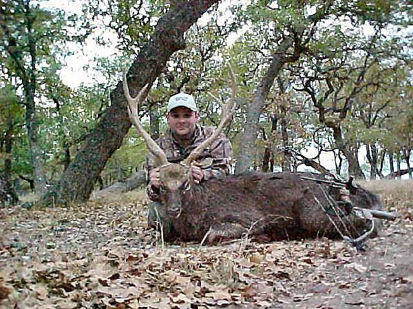 Sika Deer at Black Eagle Ranch, Texas