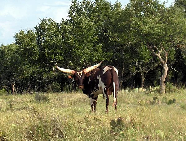 Watusi at Black Eagle Ranch, Texas
