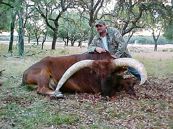 Watusi at Black Eagle Ranch