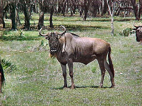 Blue Wildebeest at Black Eagle Ranch