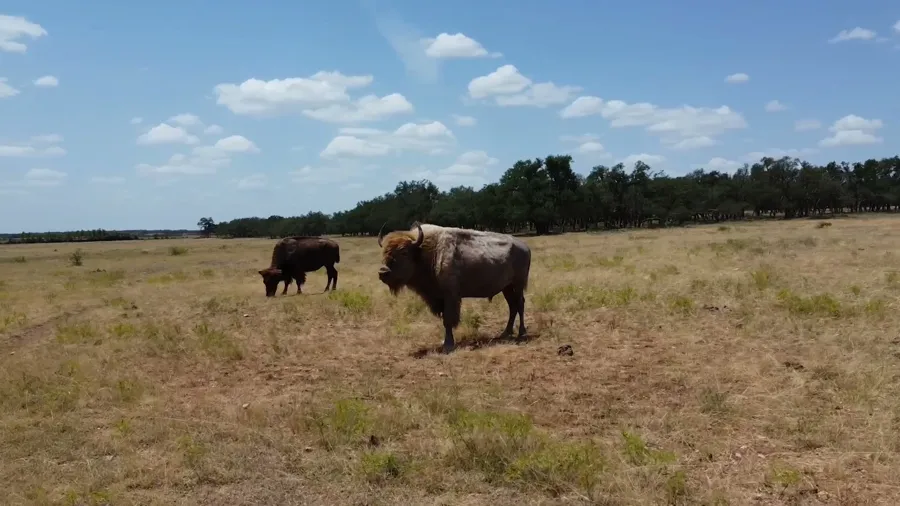 American Bison on the ranch