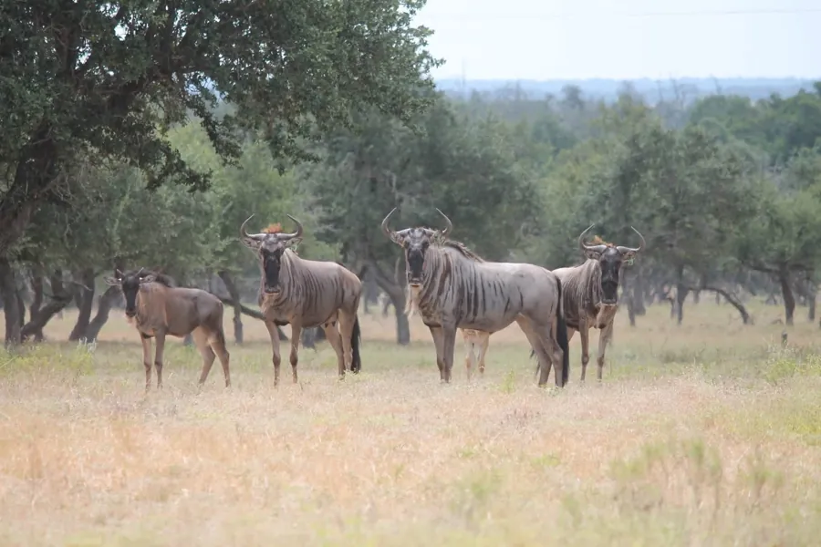 Blue Wildebeest at Black Eagle Ranch, Texas