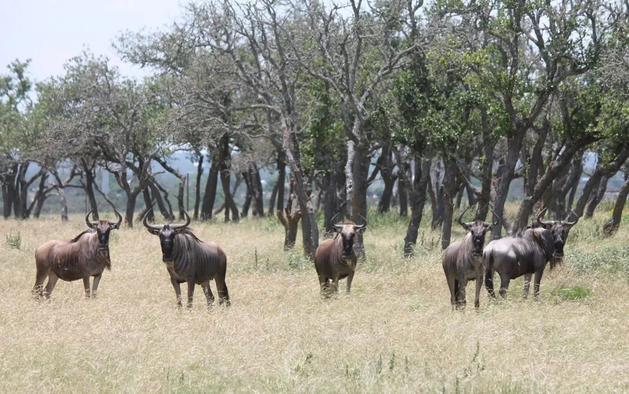 Blue Wildebeest at Black Eagle Ranch
