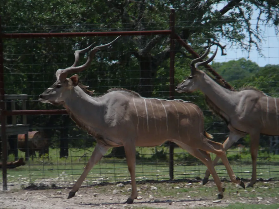 Greater Kudu at Black Eagle Ranch, Texas