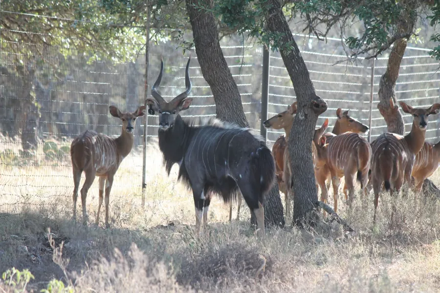 Nyala at Black Eagle Ranch, Texas