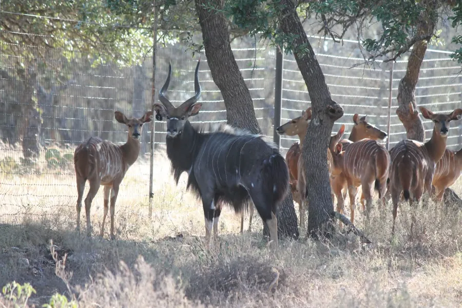 Nyala on the ranch