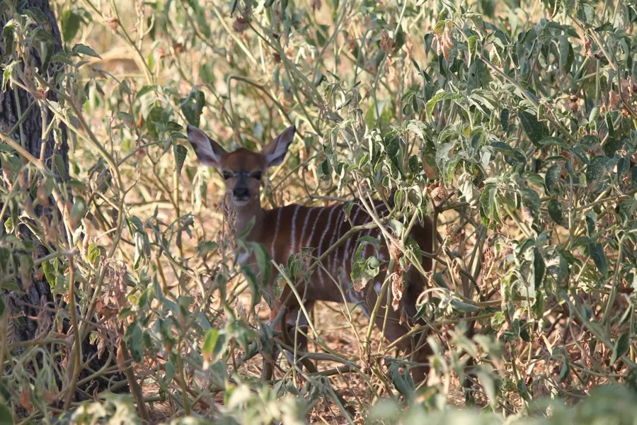 Nyala at Black Eagle Ranch