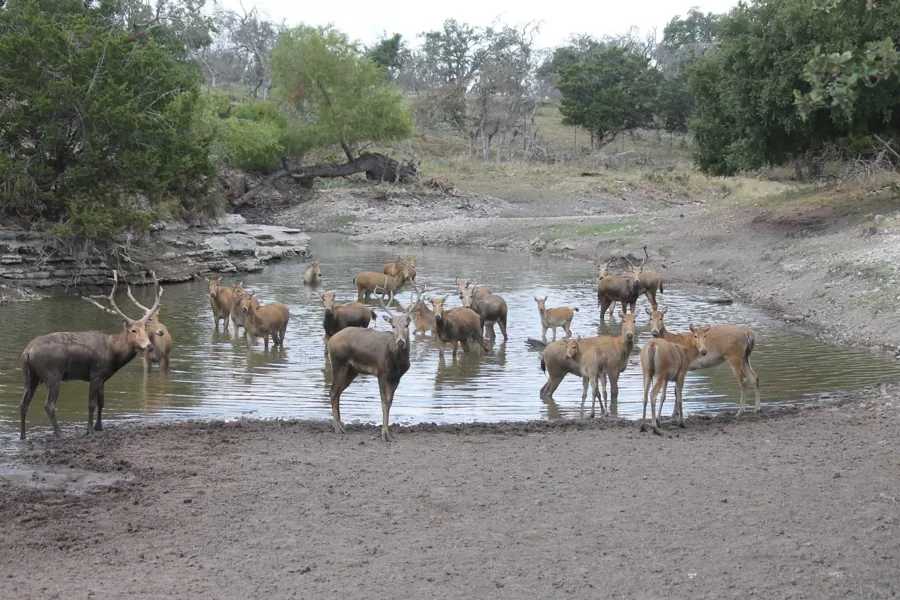 Père David's Deer on the ranch