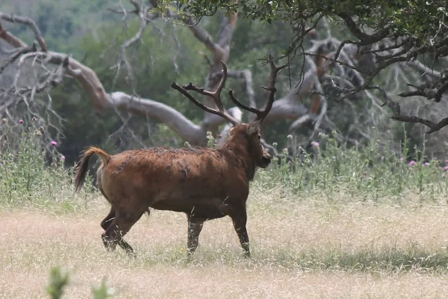 Père David's Deer at Black Eagle Ranch