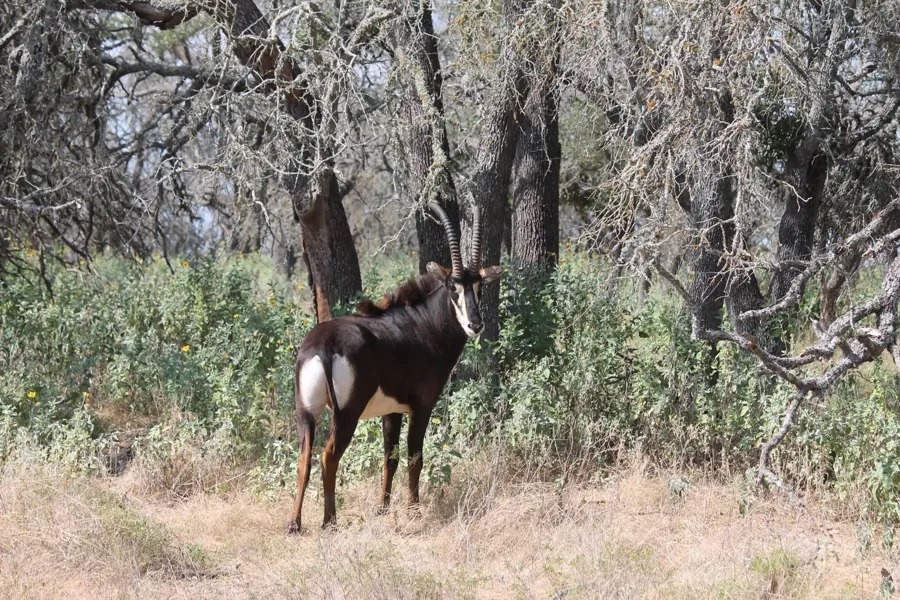 Sable Antelope at Black Eagle Ranch, Texas