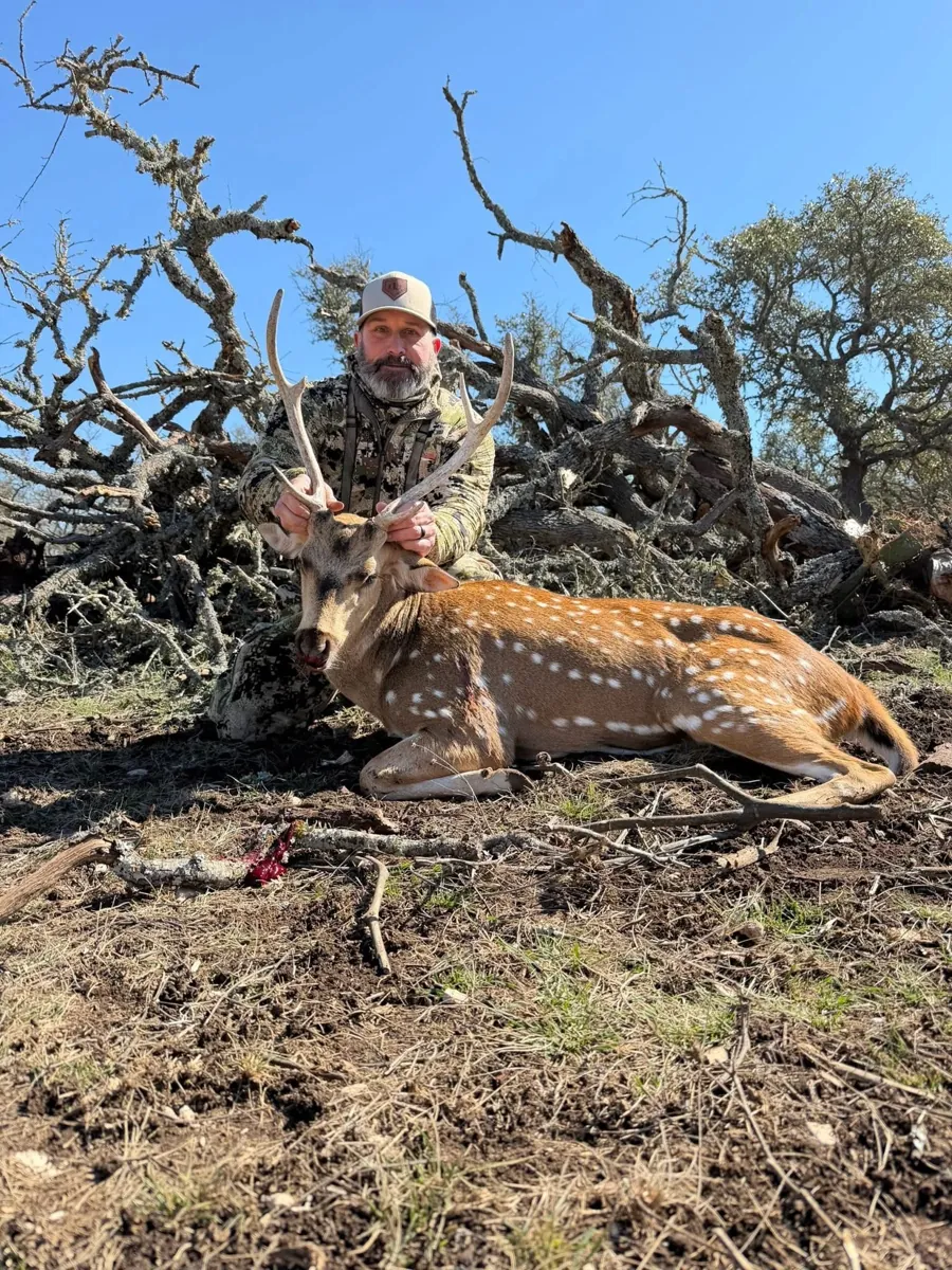 Axis Deer at Black Eagle Ranch, Texas