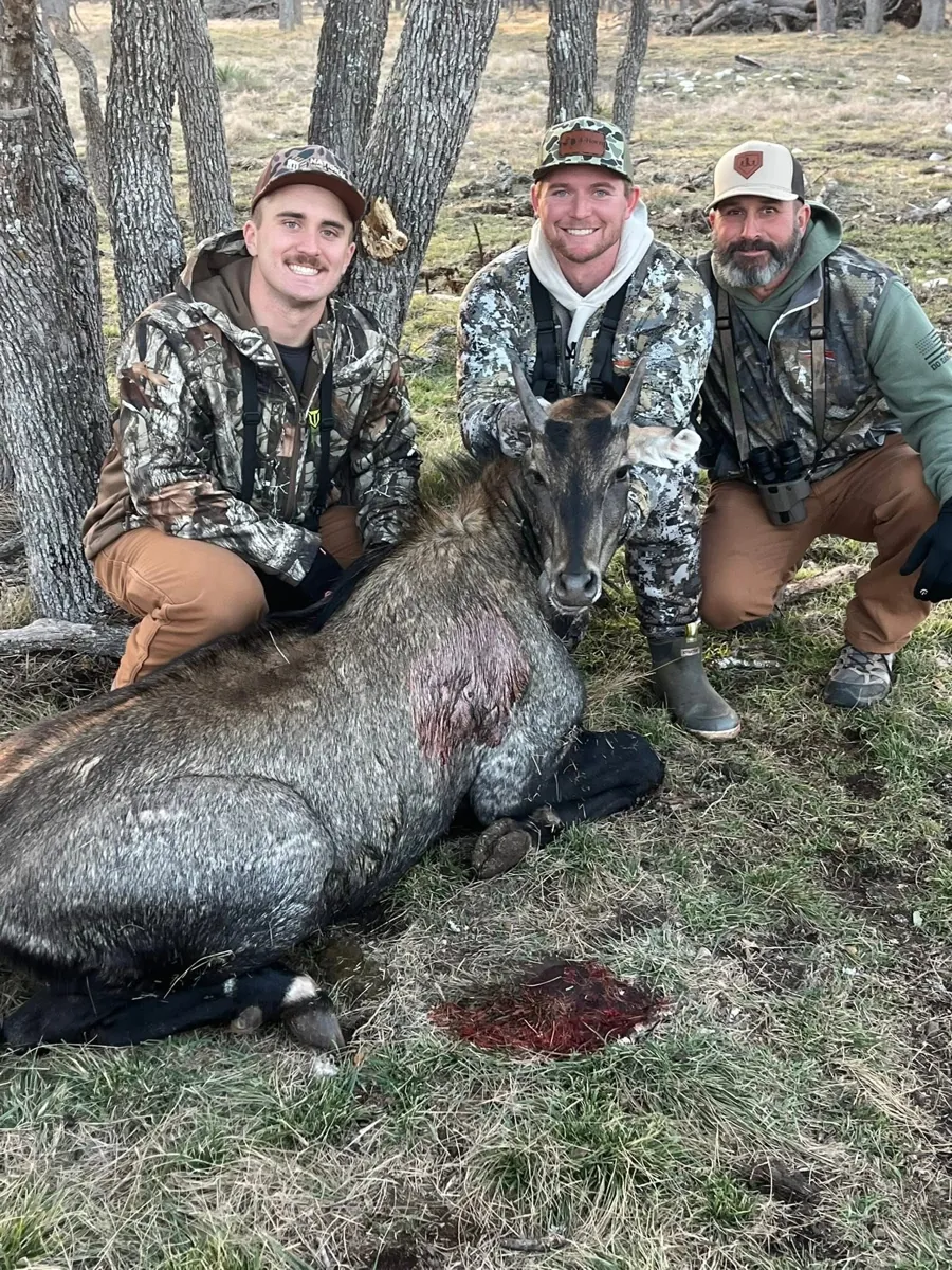 Nilgai at Black Eagle Ranch, Texas