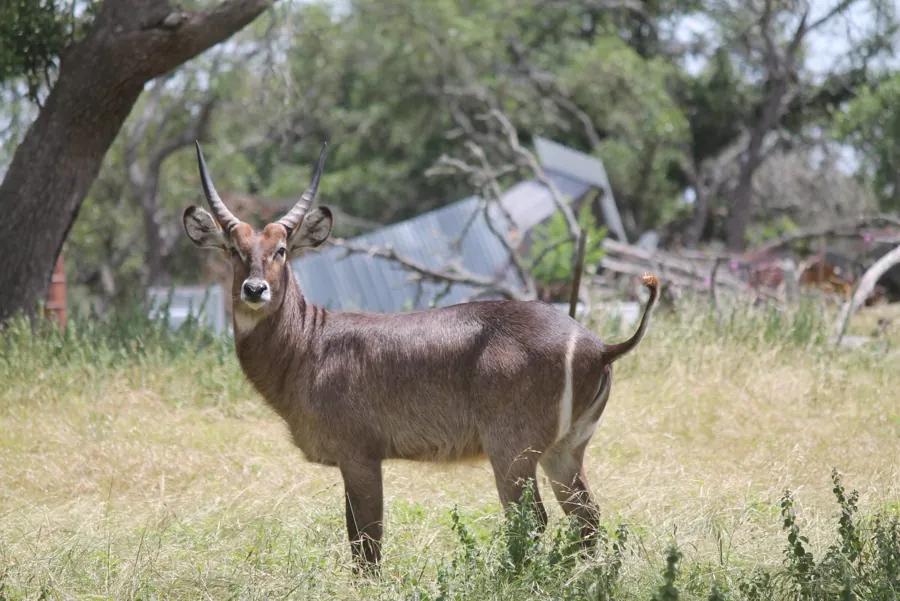 Waterbuck on the ranch