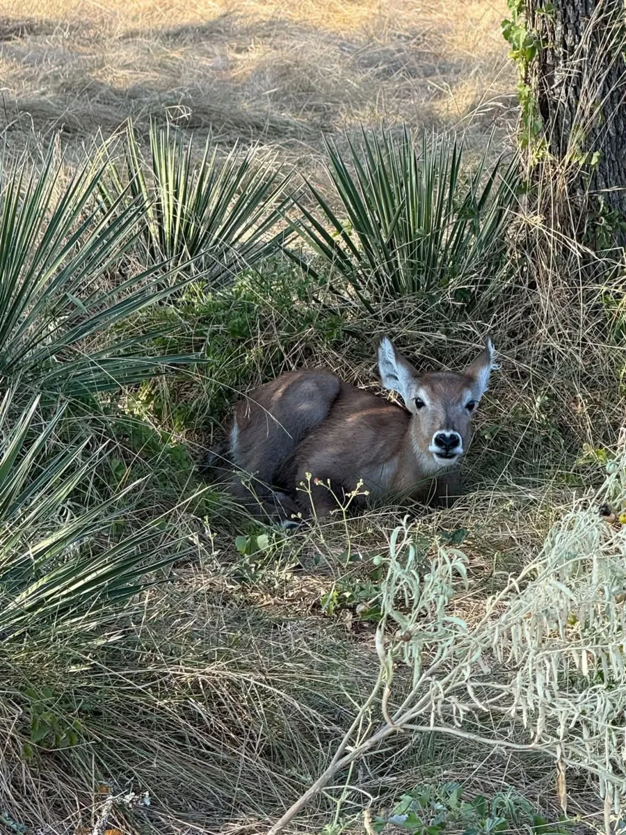 Waterbuck at Black Eagle Ranch
