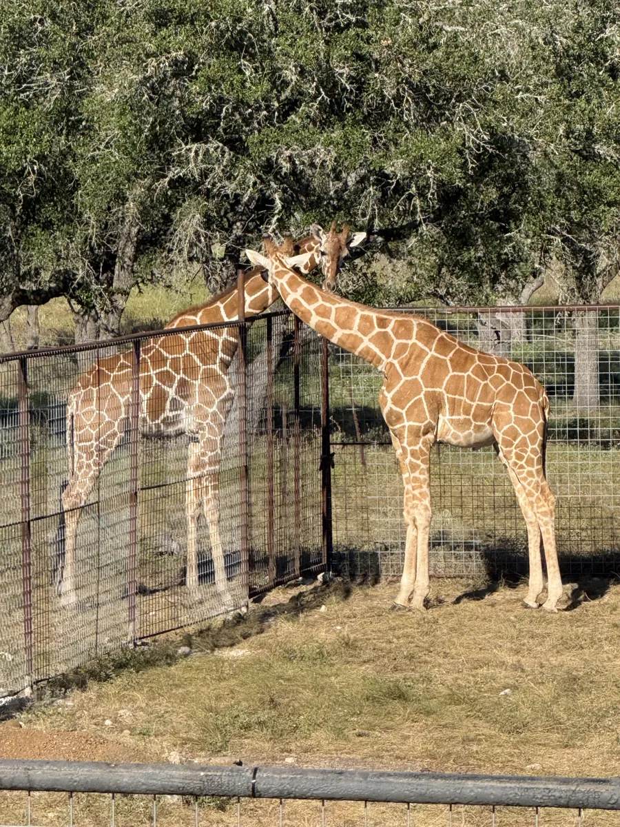 Patches and Cindy, the giraffes at Black Eagle Ranch