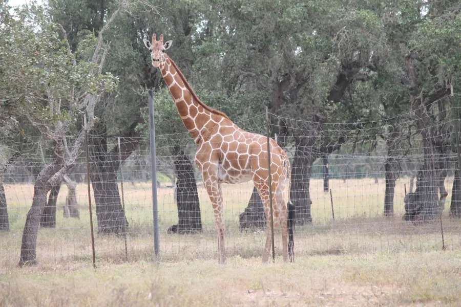 Giraffe at Black Eagle Ranch