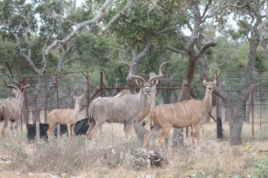 Greater Kudu at Black Eagle Ranch