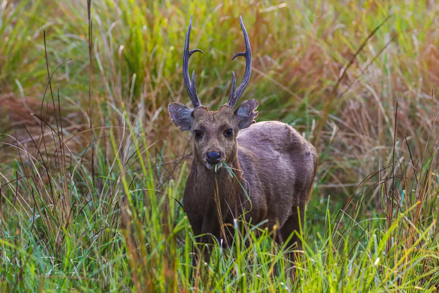 Hog Deer (Axis porcinus)
