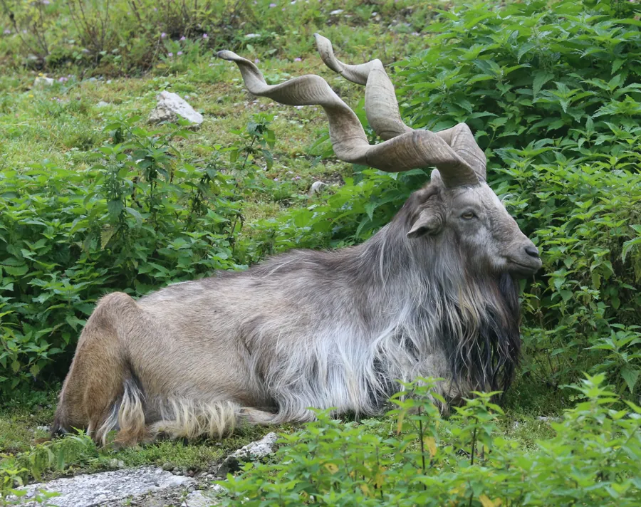 Markhor (Capra falconeri)