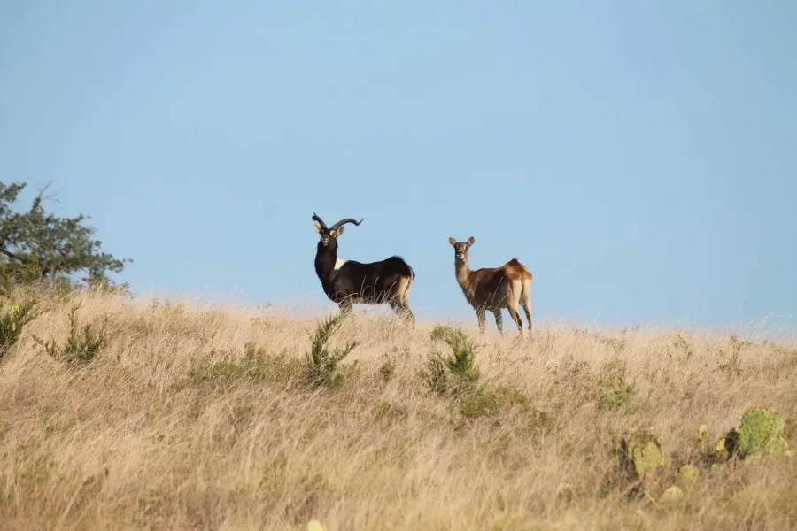 Nile Lechwe at Black Eagle Ranch, Texas