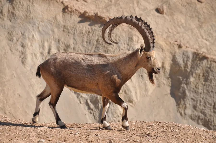 Nubian Ibex (Capra nubiana)