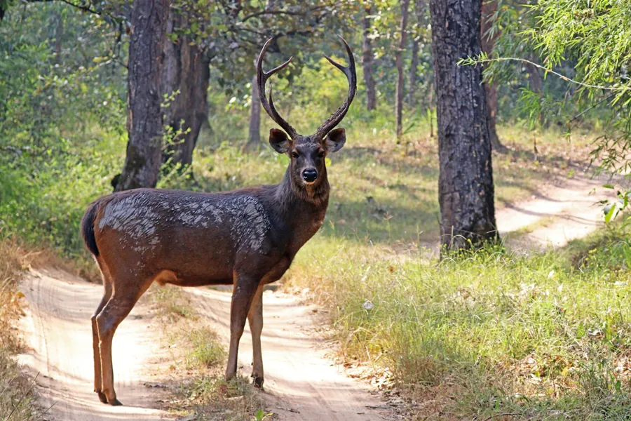 Sambar Deer (Rusa unicolor)