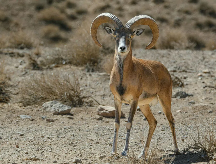Transcaspian Urial (Ovis vignei arkal)
