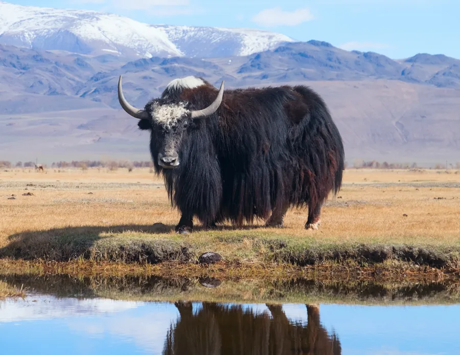 Yak (Bos grunniens)
